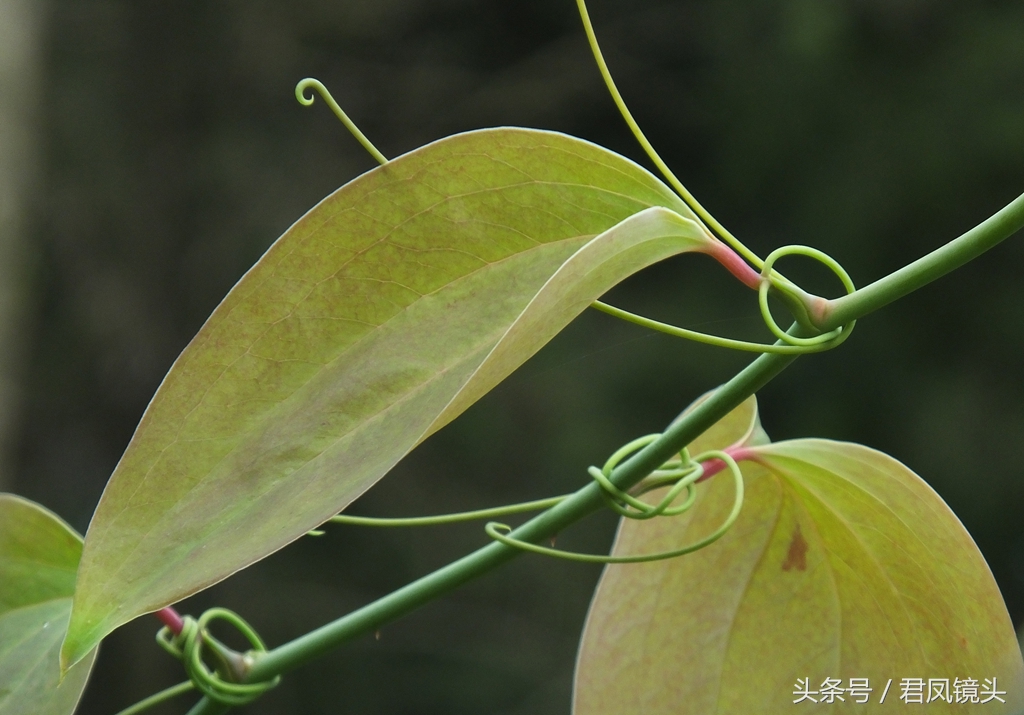 菝葜别名金刚藤 主治风湿关节痛 跌打损伤 糖尿病