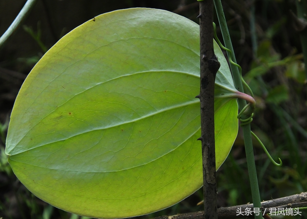 菝葜别名金刚藤 主治风湿关节痛 跌打损伤 糖尿病