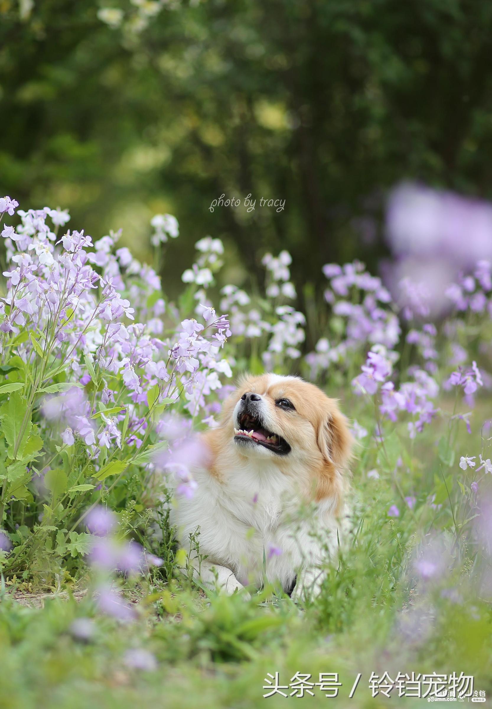 Leave " demons and ghosts " , pat a dog to pay attention to pair of Jiao Xun fast agile