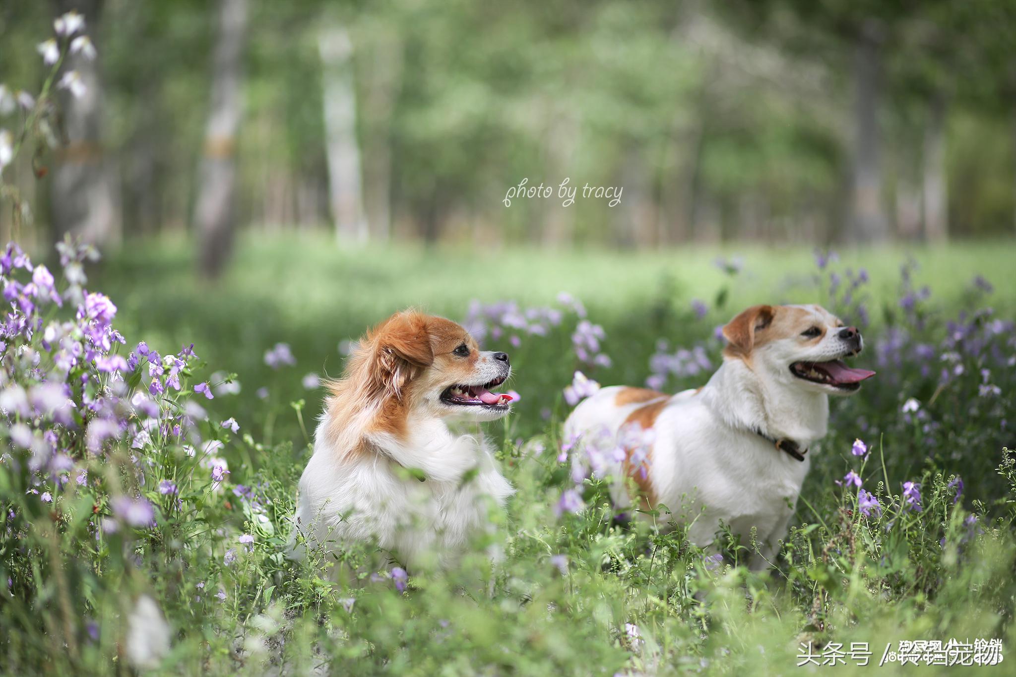 Leave " demons and ghosts " , pat a dog to pay attention to pair of Jiao Xun fast agile