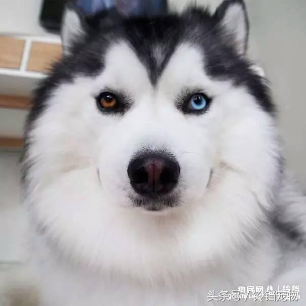 异色瞳哈士奇,笑得很甜的微笑天使
