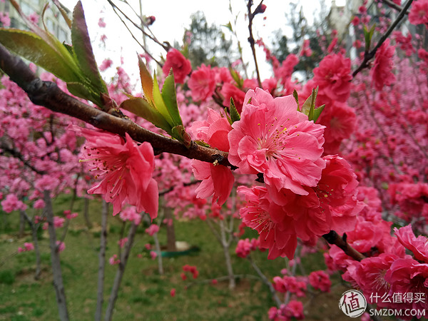 拓荒者or牺牲品？双摄手机红米Pro开箱测评