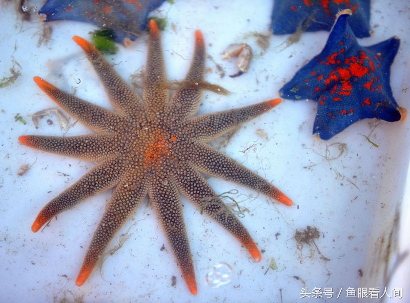 海星有几只脚（11条腿的海星估计见过的人很少）