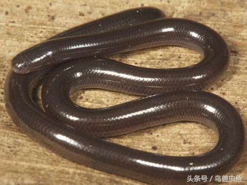 它是世界上最小的蛇，却被好多人误以为是蚯蚓