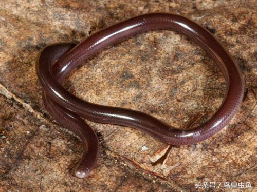 它是世界上最小的蛇，却被好多人误以为是蚯蚓