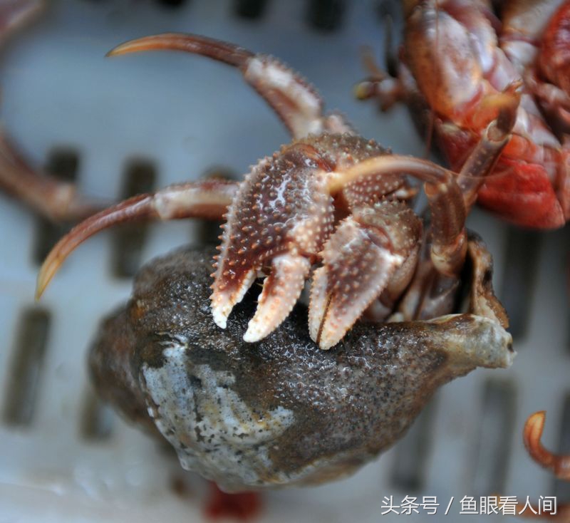 寄居蟹的蟹钳和蟹爪很长,用于爬行和寻找食物以及自卫.