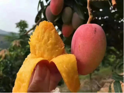芒果老农告诉你，芒果应该怎么吃