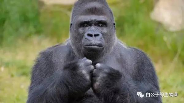 你知道为什么人和大猩猩有生殖隔离现象？难道是有人和大猩猩交配实验过？