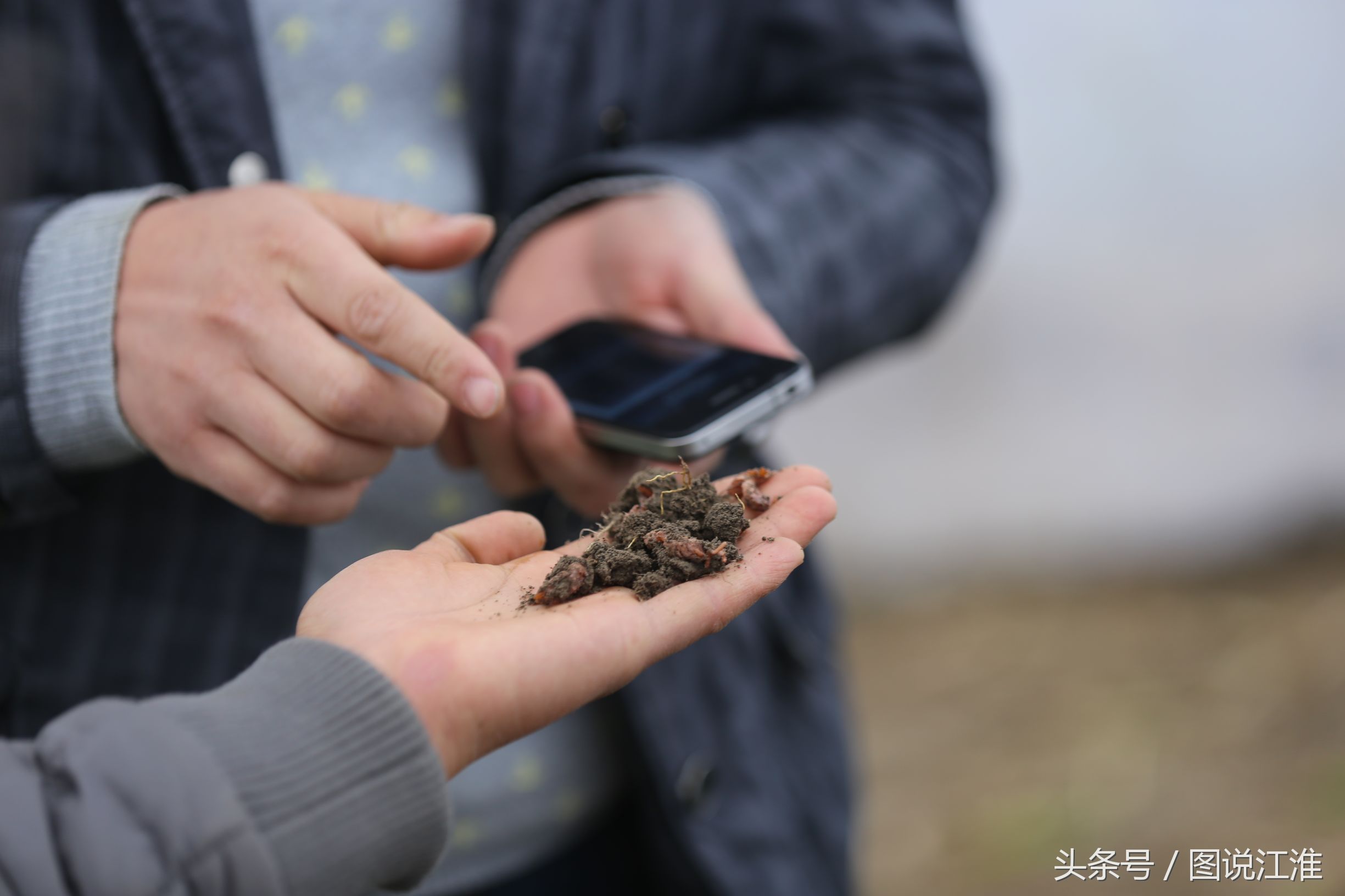 蝗蟲多少錢一斤,蝗蟲多少錢一斤2020