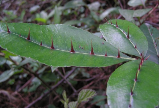 叶子能治牙疼,农民叫它入地金牛也叫下山虎