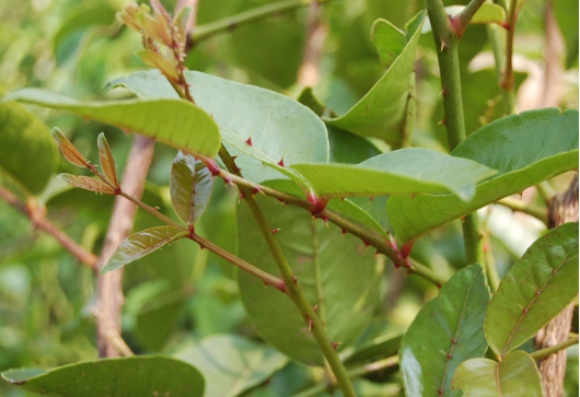 叶子能治牙疼,农民叫它入地金牛也叫下山虎