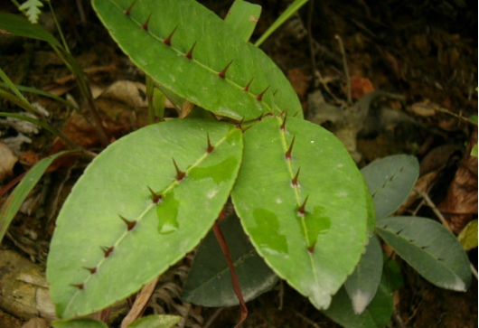 叶子能治牙疼,农民叫它入地金牛也叫下山虎