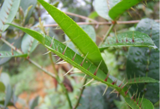 叶子能治牙疼,农民叫它入地金牛也叫下山虎