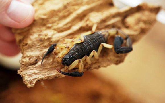 4,墨西哥剧毒红刺尾蝎,ld50最低值:0.31mg/kg.