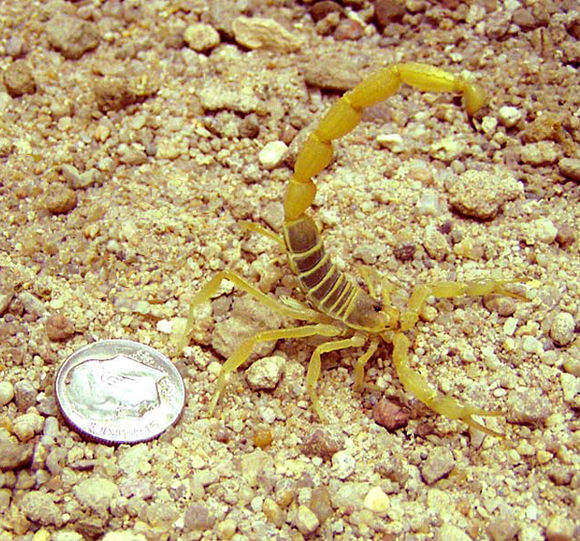 蝎子毒性排名(世界十大毒蝎子排名)-图19