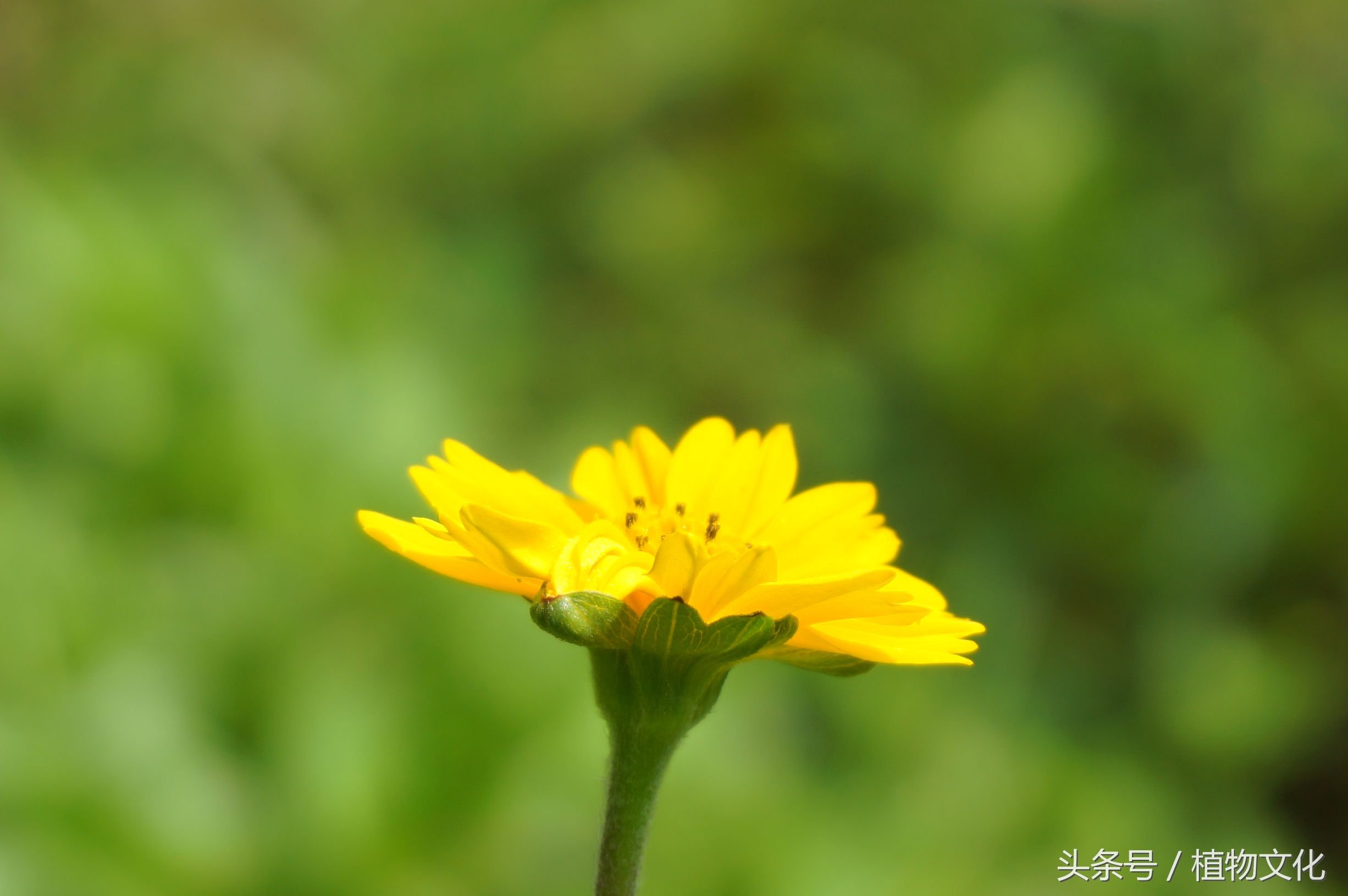 南美蟛蜞菊的功效和作用（南美蟛蜞菊防治方法分享）