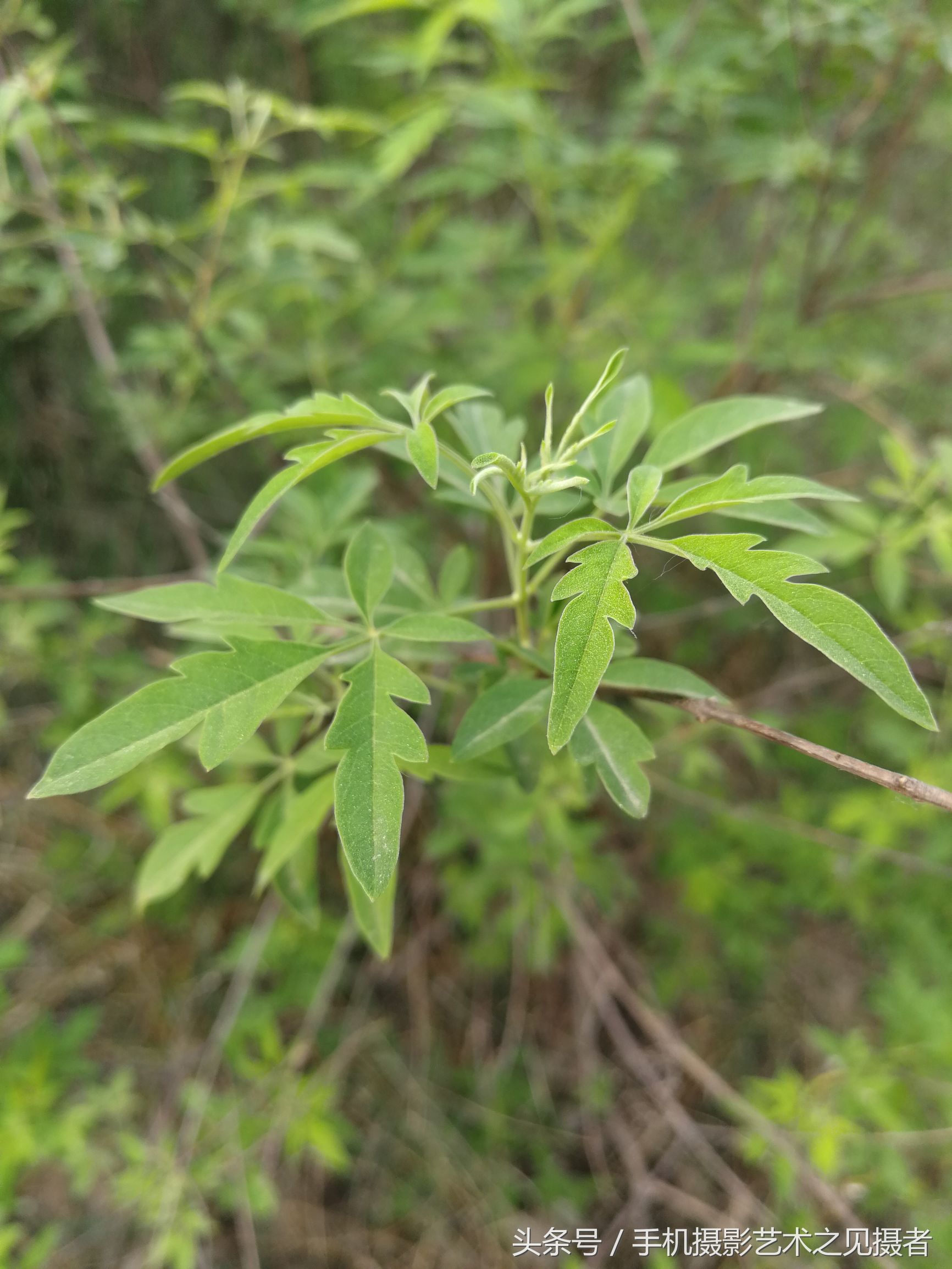 手機攝影,文字 林之雲那天去橛子山,離山海很遠,今天第一次看到大量的