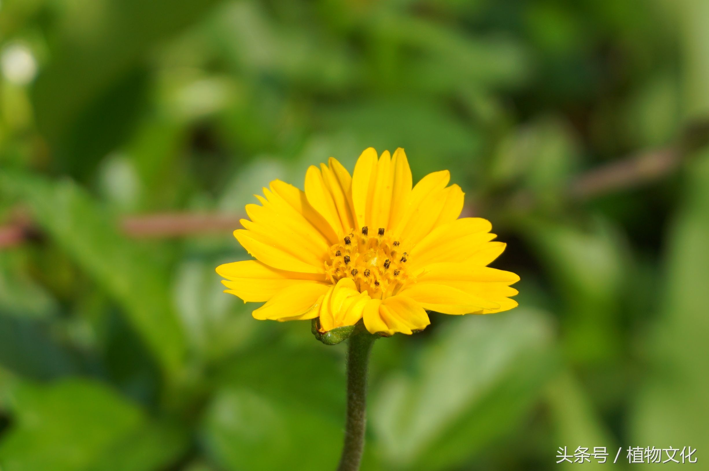 南美蟛蜞菊的功效和作用（南美蟛蜞菊防治方法分享）