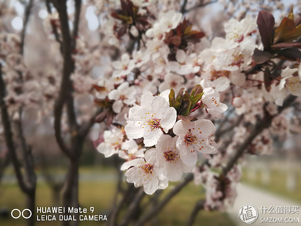 風口浪尖的橫向測評：華為Mate8&Mate9 的良心升級
