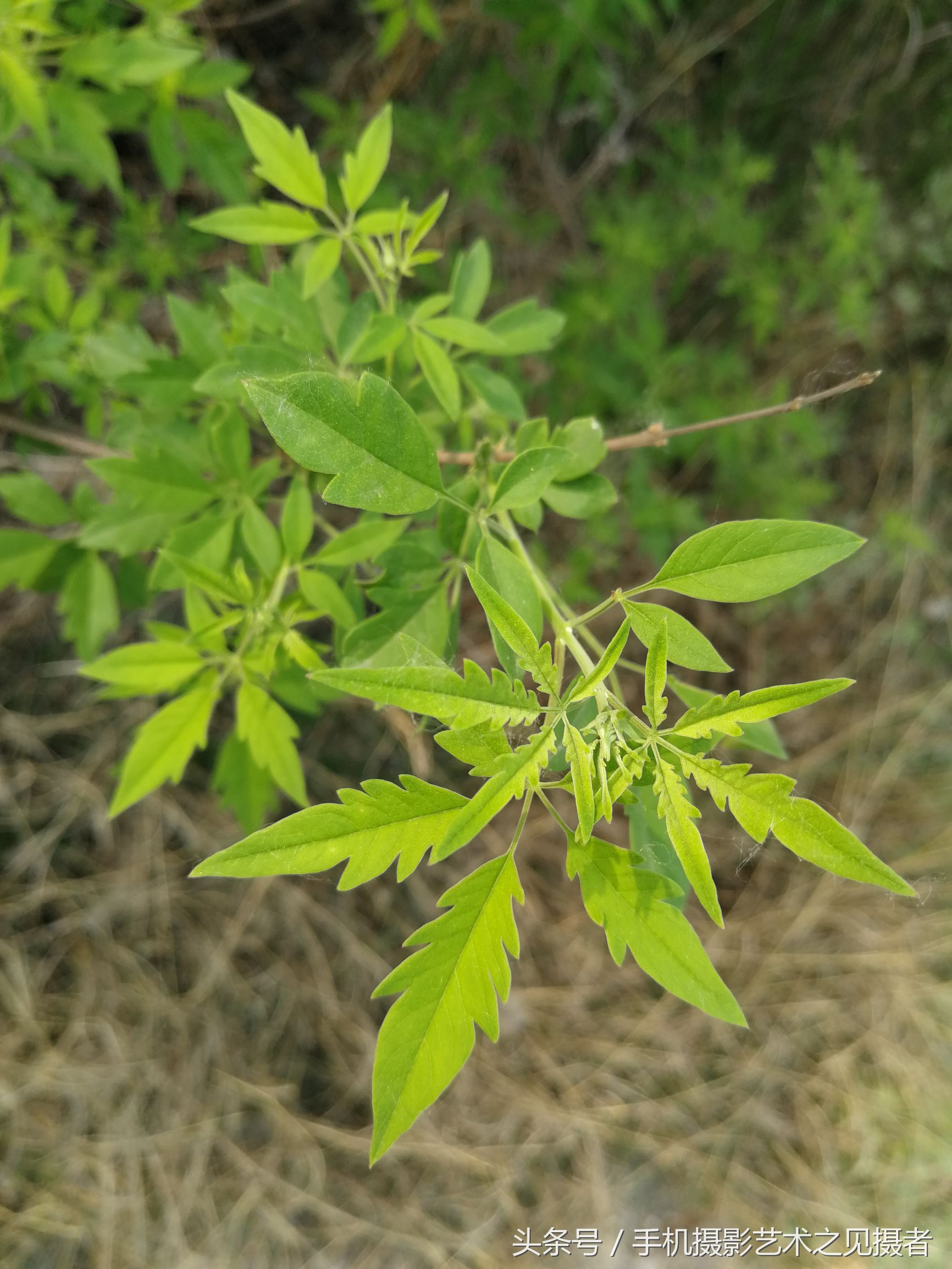 手機攝影,文字 林之雲那天去橛子山,離山海很遠,今天第一次看到大量的