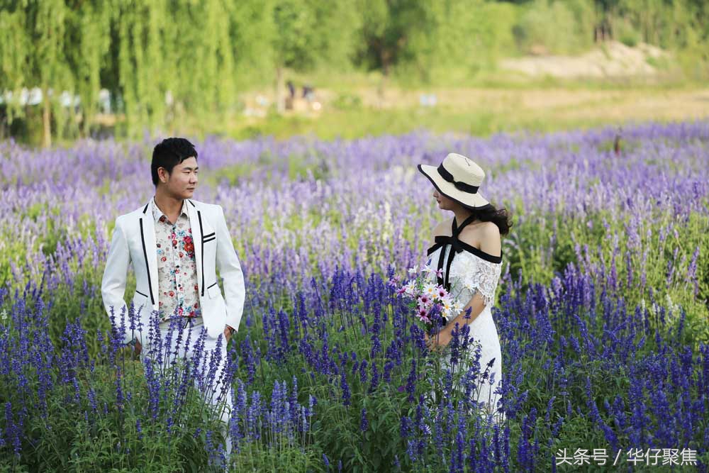 情侣在薰衣草紫色花海里拍摄婚纱照片,浪漫氛围爆表