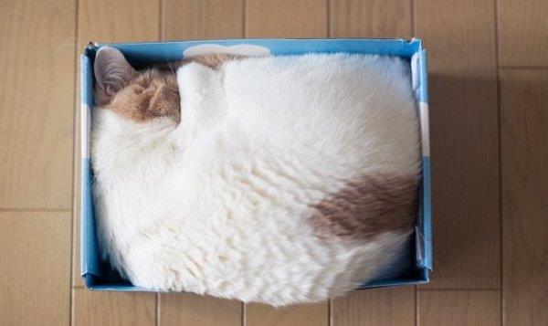 听说喵主子都爱钻箱子，如今我已经有了箱子 还差一只猫！