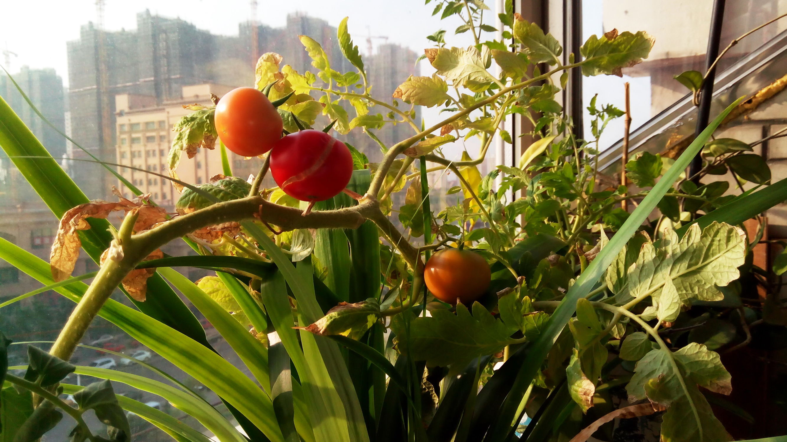 哈尔滨市民城会玩：家中阳台变“蔬菜大棚”一年四季不愁新鲜菜