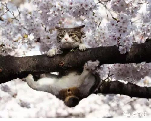 日本樱花季，杀出一堆肥猫！