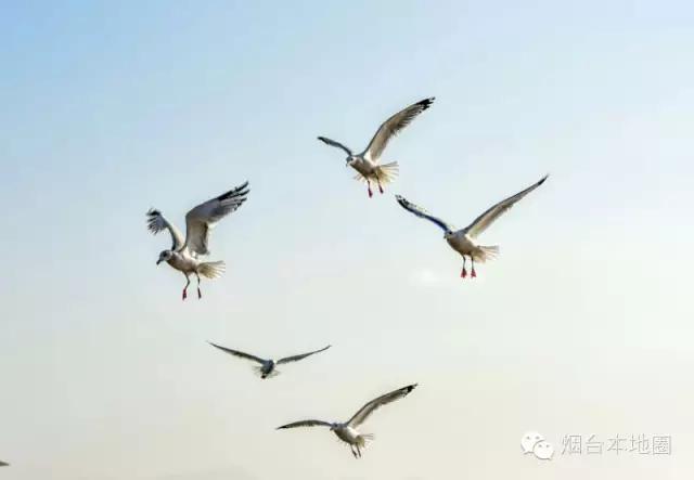 烟台第一海水海鸥飞翔，摄影师竟拍出了表情