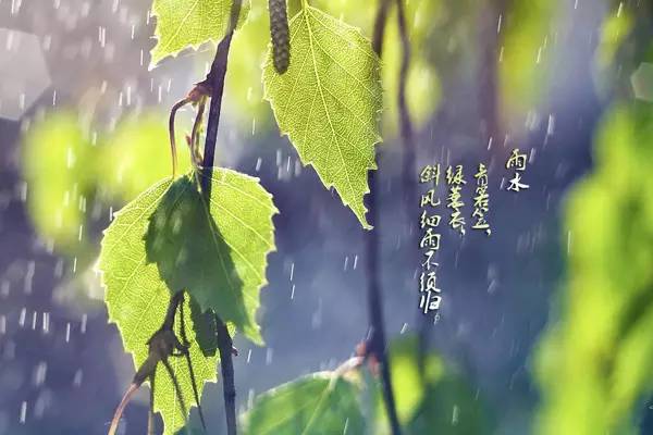 雨水 | 仲春之月，始雨水，桃始华