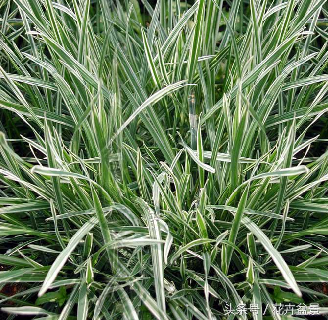 四川金叶苔草