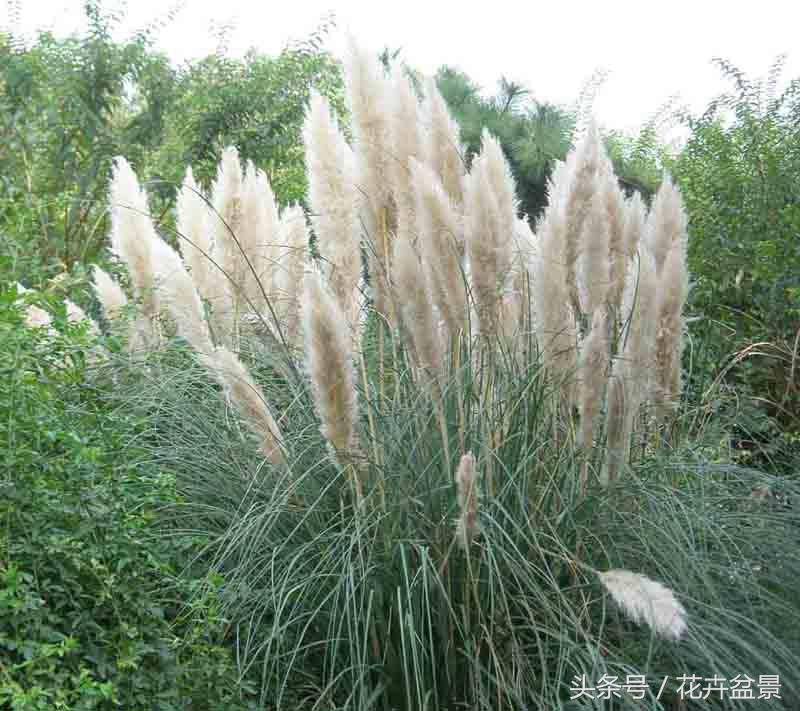 四川金叶苔草