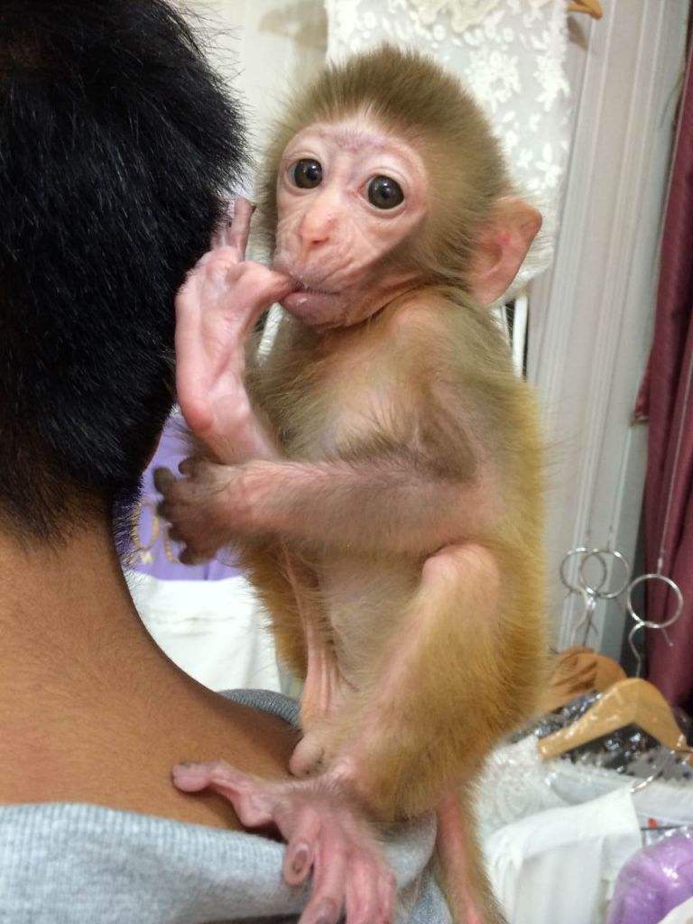 日本袖珍石猴可以养吗日本袖珍石猴多少钱一只