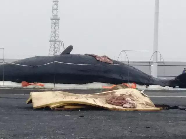 如东阳光岛开始处置两头抹香鲸，运到大连进行塑化