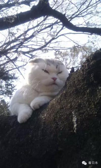 日本樱花季，杀出一堆肥猫！