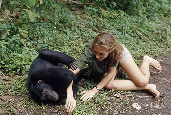 惟有理解才能关心，她为黑猩猩付出了30多年青春