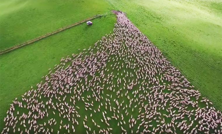 绵羊大部队移动，空中俯瞰太震撼，多种队形像变魔术！