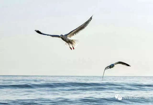 烟台第一海水海鸥飞翔，摄影师竟拍出了表情