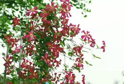 花友分享：杭州姑娘将一亩花园打造成了绝美的“铁线莲园”
