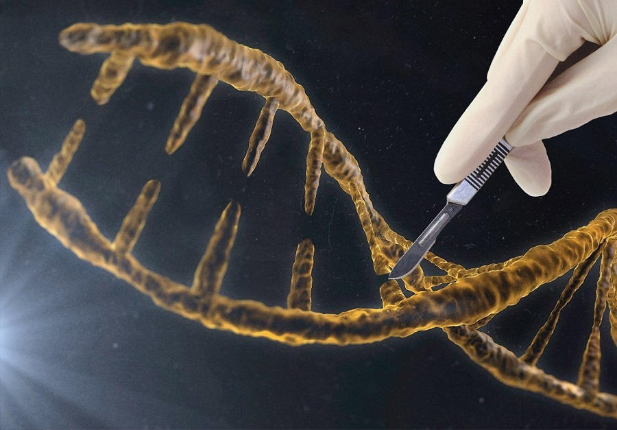 你还在讨论转基因植物的安全吗？CRISPR都开始编辑人类胚胎