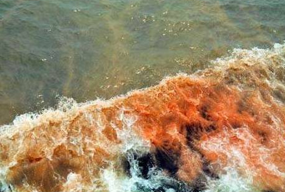 什么是赤潮，赤潮的产生原因及危害？
