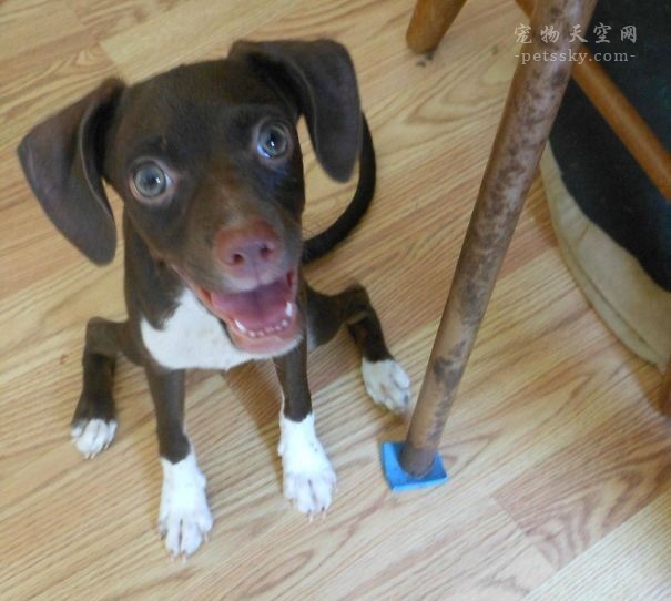 網友分享自家狗狗的搞笑行為，你家的狗狗有嗎？