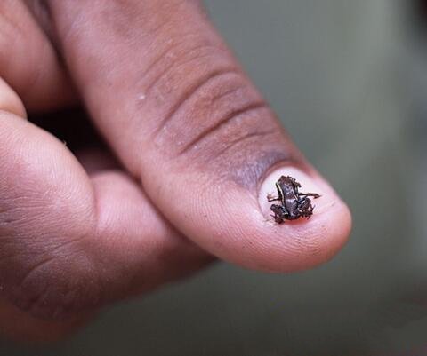 世界上最小的生物是什么排名（十种比蚂蚁还小的动物）