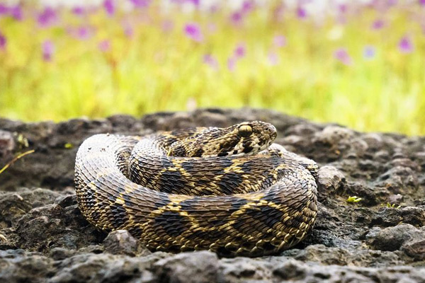 世界上十大最毒的蛇（蛇的毒性排名）-第5张图片