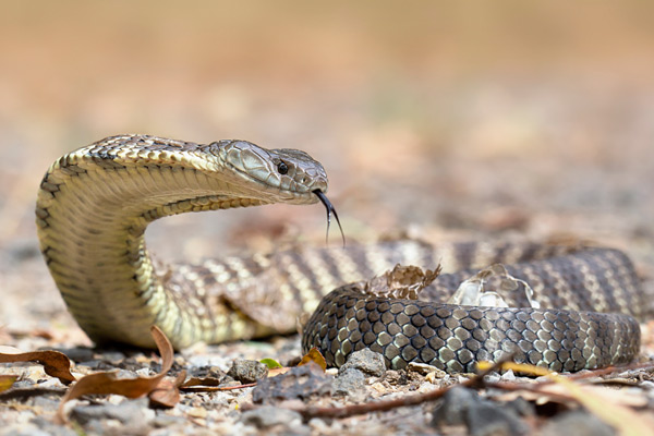 世界上十大最毒的蛇（蛇的毒性排名）-第19张图片