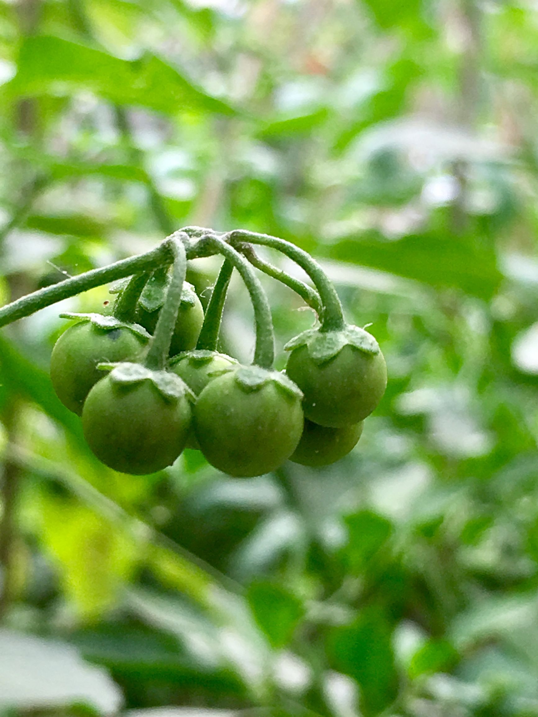 乌点规的功效和作用（详解乌点规的药效作用）