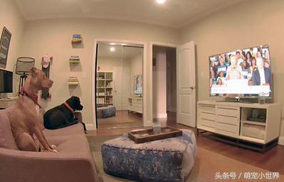 開監控看狗狗在家有沒有乖結果就笑噴！這些狗狗做出的事太搞笑