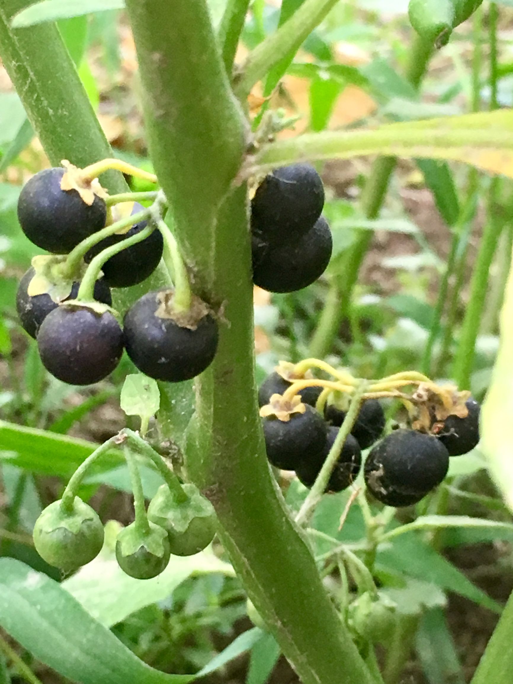 乌点规的功效和作用(详解乌点规的药效作用)