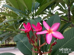 為最美麗自拍照為之 ivviV3手機手評述