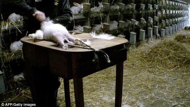 法国农场被曝虐兔：兔毛被生生拔下